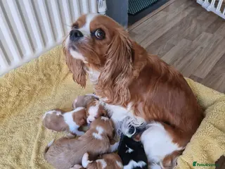 Cavalier King Charles Spaniel dogs Cavalier King Charlies - Advert 4