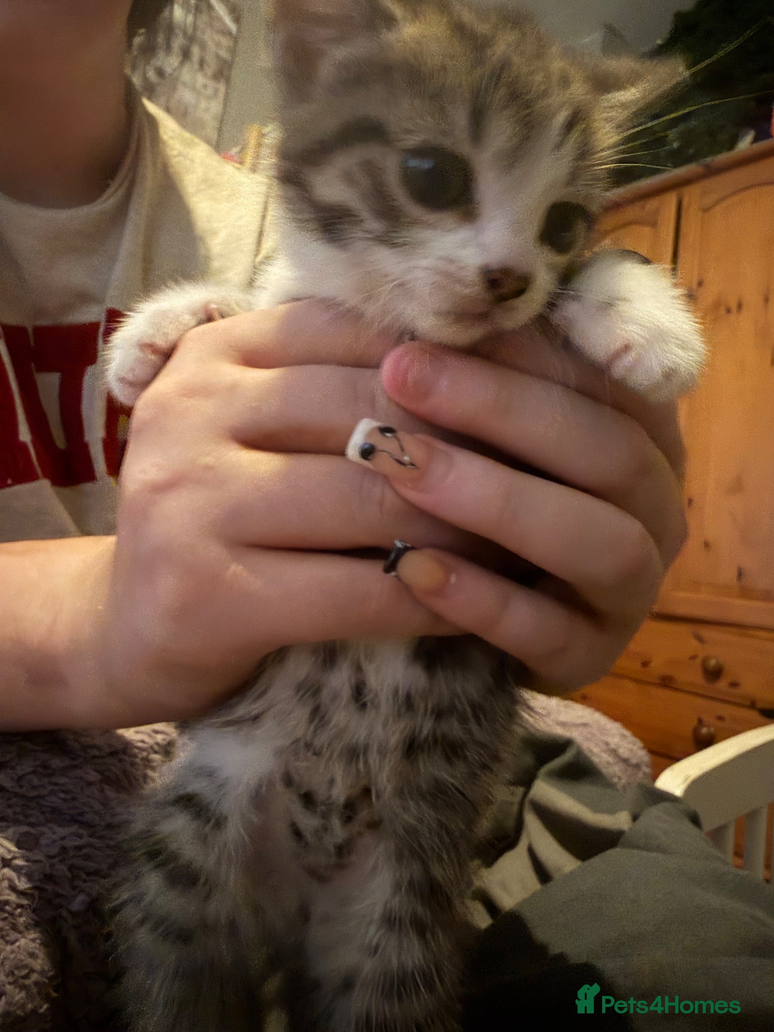 Mixed Breed cats for sale: Two tabby female kittens - Advert 7