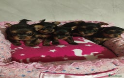 Yorkshire Terrier dogs for sale: 💝💝Beautiful miniature babies 💝💝 - Image 1