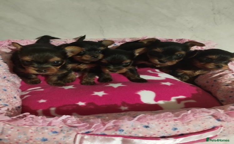 Yorkshire Terrier dogs - Advert 6