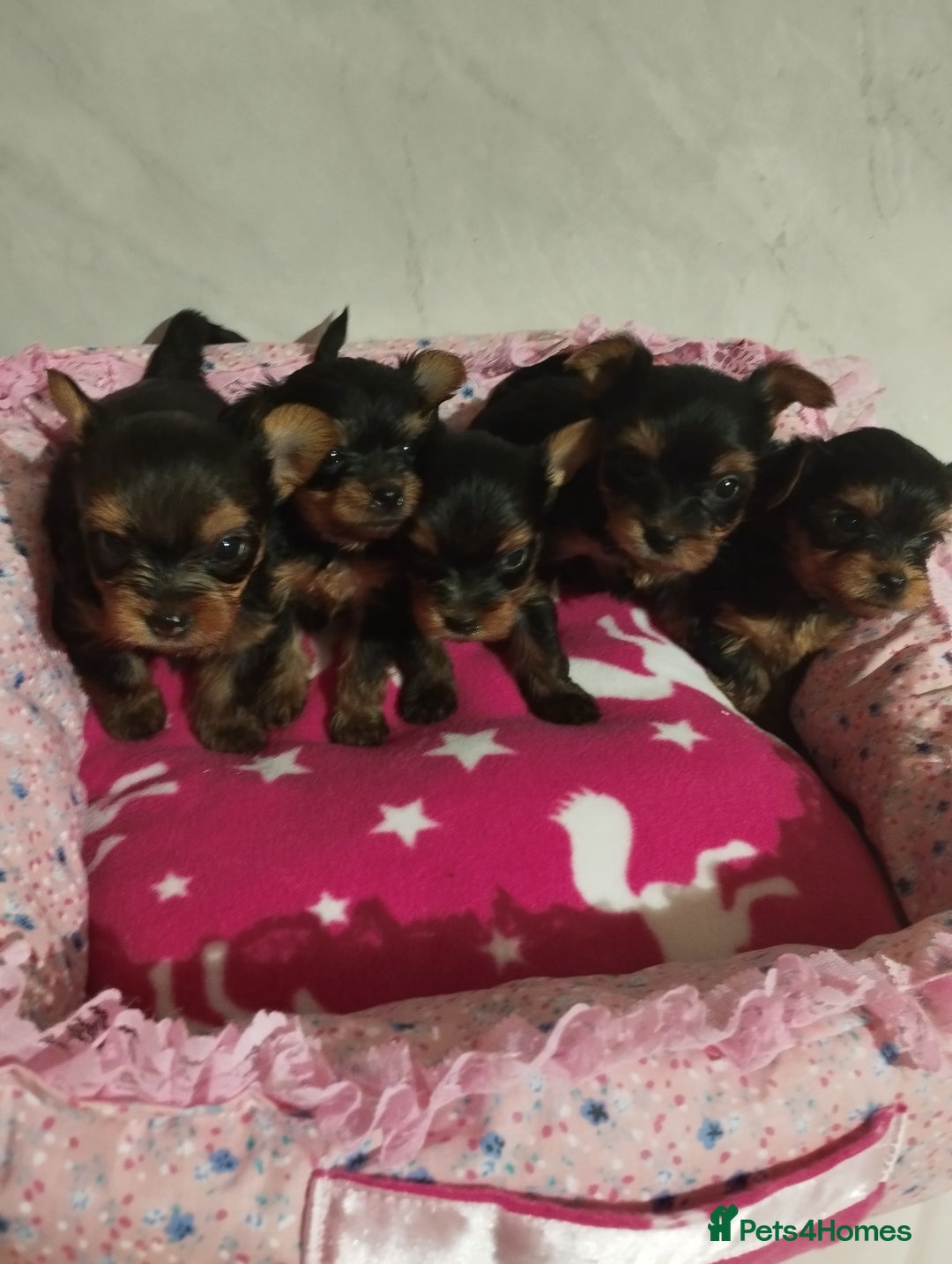 Yorkshire Terrier dogs for sale: 💝💝Beautiful miniature babies 💝💝 - Image 1