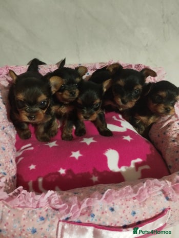 Yorkshire Terrier dogs - Advert 4