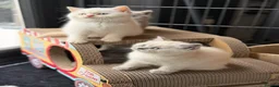 British Shorthair cats for sale: British shorthair kittens 😺 - Advert 10