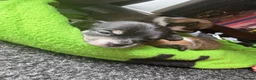 Mixed Breed dogs for sale: Chihuahua cross patterdale terrier puppies in Huntingdon - Advert 5