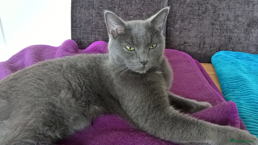 British Shorthair cats for sale: Blue British Shorthair - Image 4