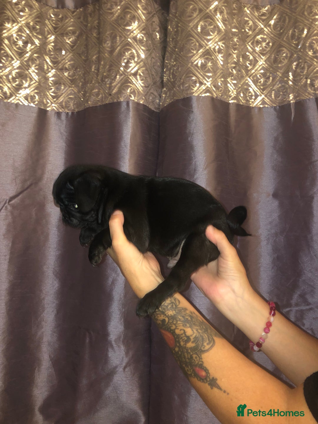 Pug dogs for sale: Pug puppies - Image 2