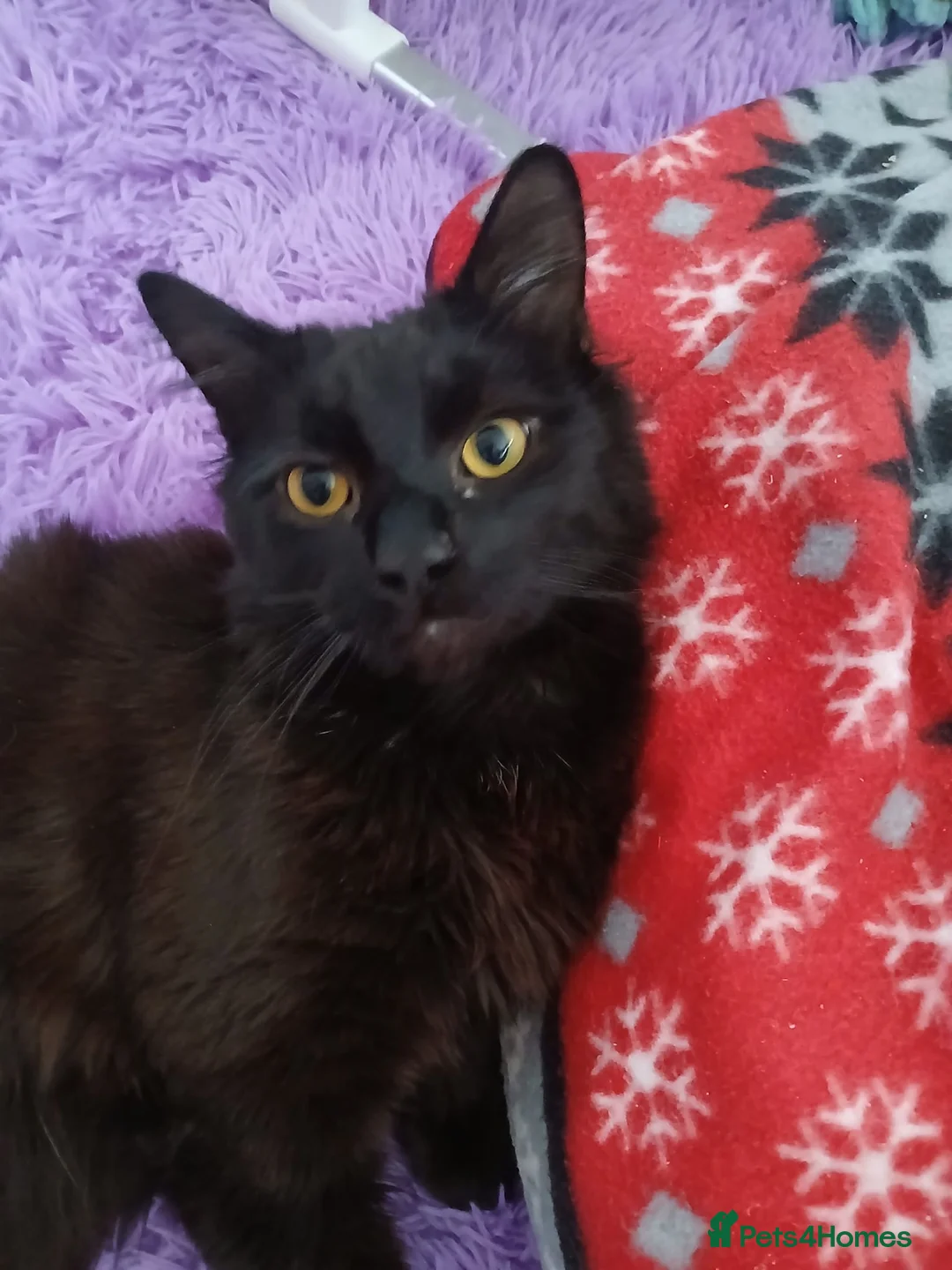 Mixed Breed cats for sale: Maine coon x male  - Advert 2