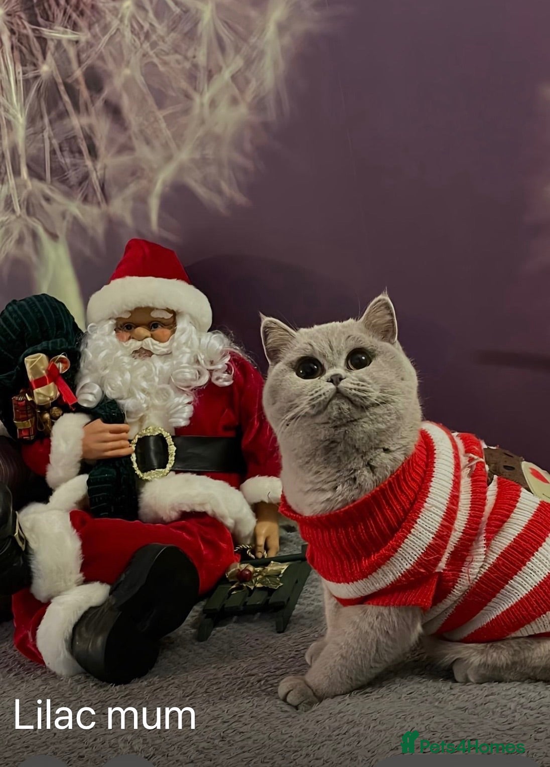 British Shorthair cats STUNNING GCCF ACTIVE LILAC KITTEN - Advert 13