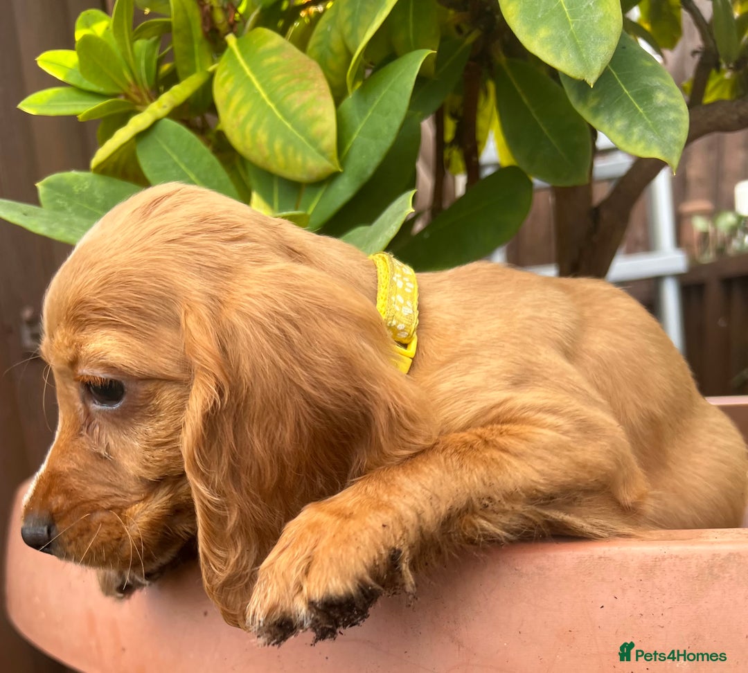 Cocker Spaniel dogs for sale: Working cocker spaniels  - Image 21