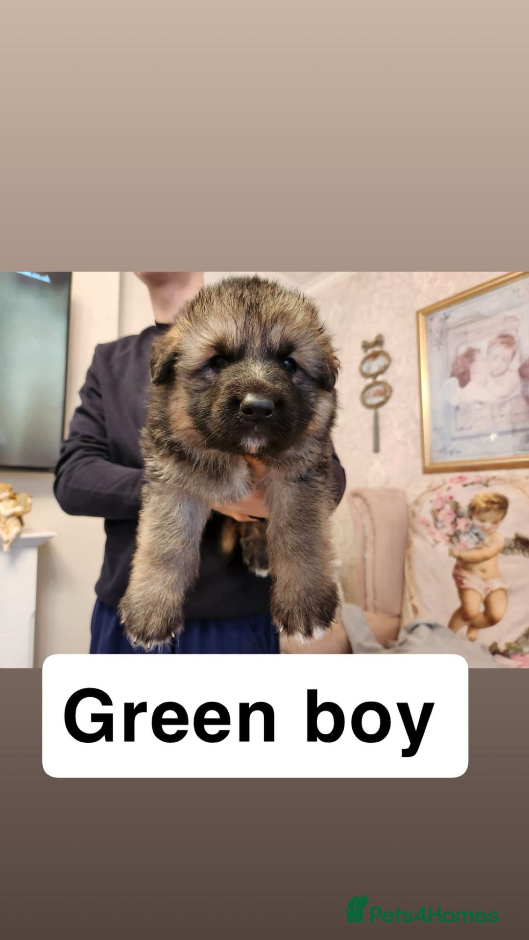 German Shepherd dogs for sale: Medium haired German shepherd pups  - Advert 9