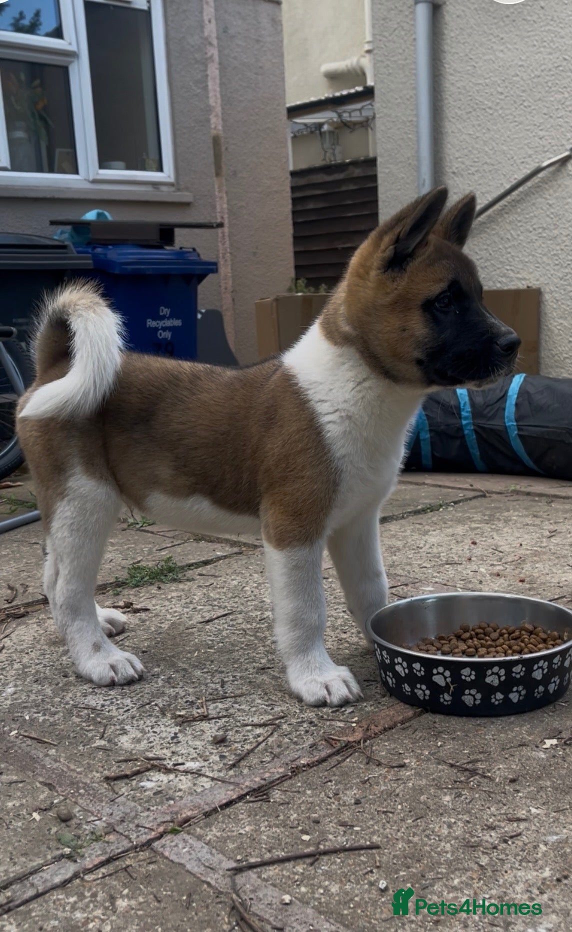 Akita dogs Stunning large brown boy, great temperament - Advert 2