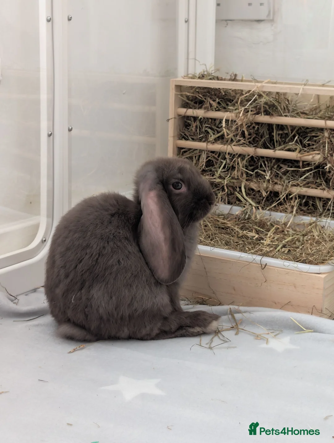 Mixed Breed rabbits for sale: Bunny - Advert 1