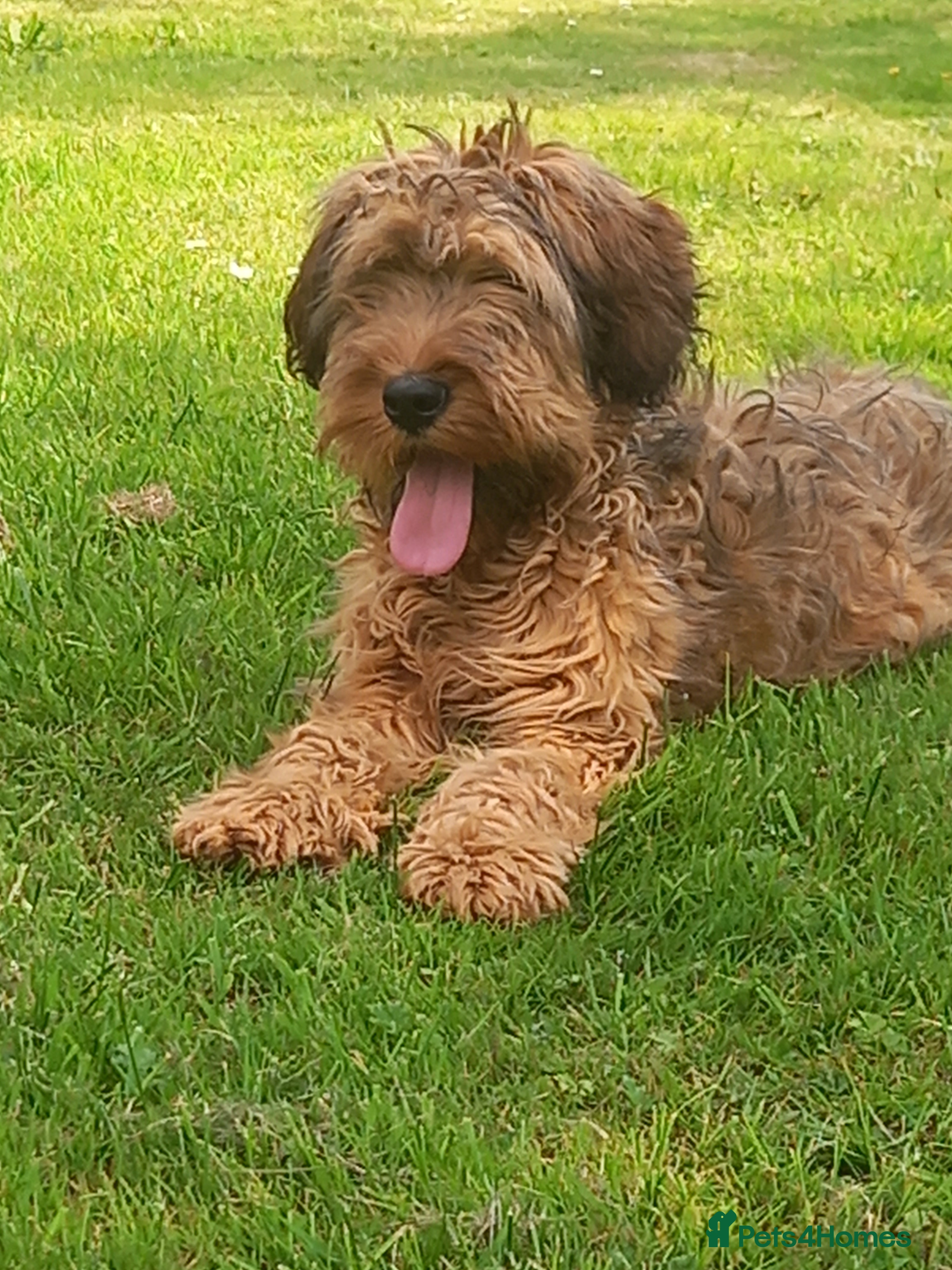 Briard dogs Top class puppies - Advert 1