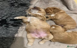Cocker Spaniel dogs for sale: KC Registered Quality Show Type Cocker Puppies   - Image 6