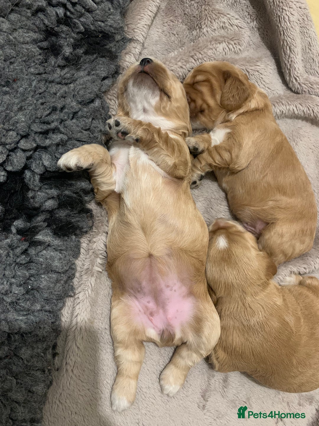 Cocker Spaniel dogs for sale: KC Registered Quality Show Type Cocker Puppies   - Image 6