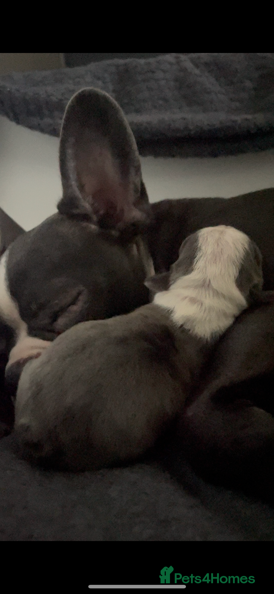 Boston Terrier dogs for sale: Bostons of Scotland  - Image 2