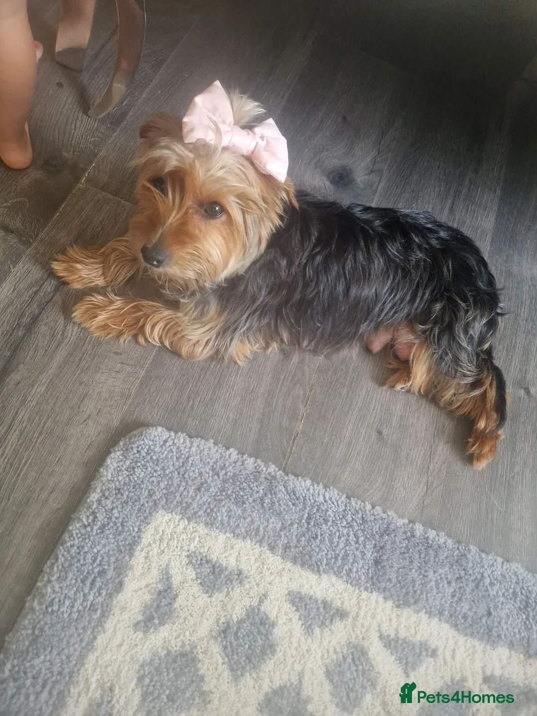 Yorkshire Terrier dogs for sale: Yorkshire terrier puppys in Edenbridge - Advert 9