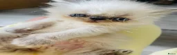 Persian cats for sale: Kittens in Doncaster - Advert 1