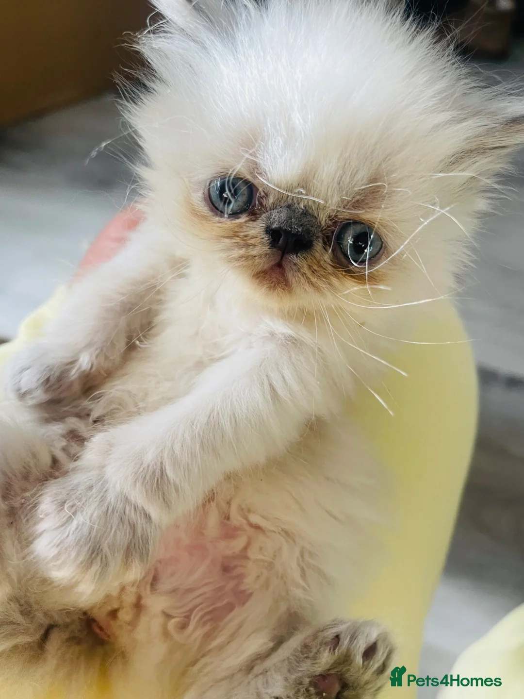 Persian cats for sale: Kittens in Doncaster - Advert 1