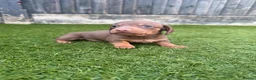 Miniature Dachshund dogs for sale: LAST MINIATURE DACHSHUND BOY - Advert 8