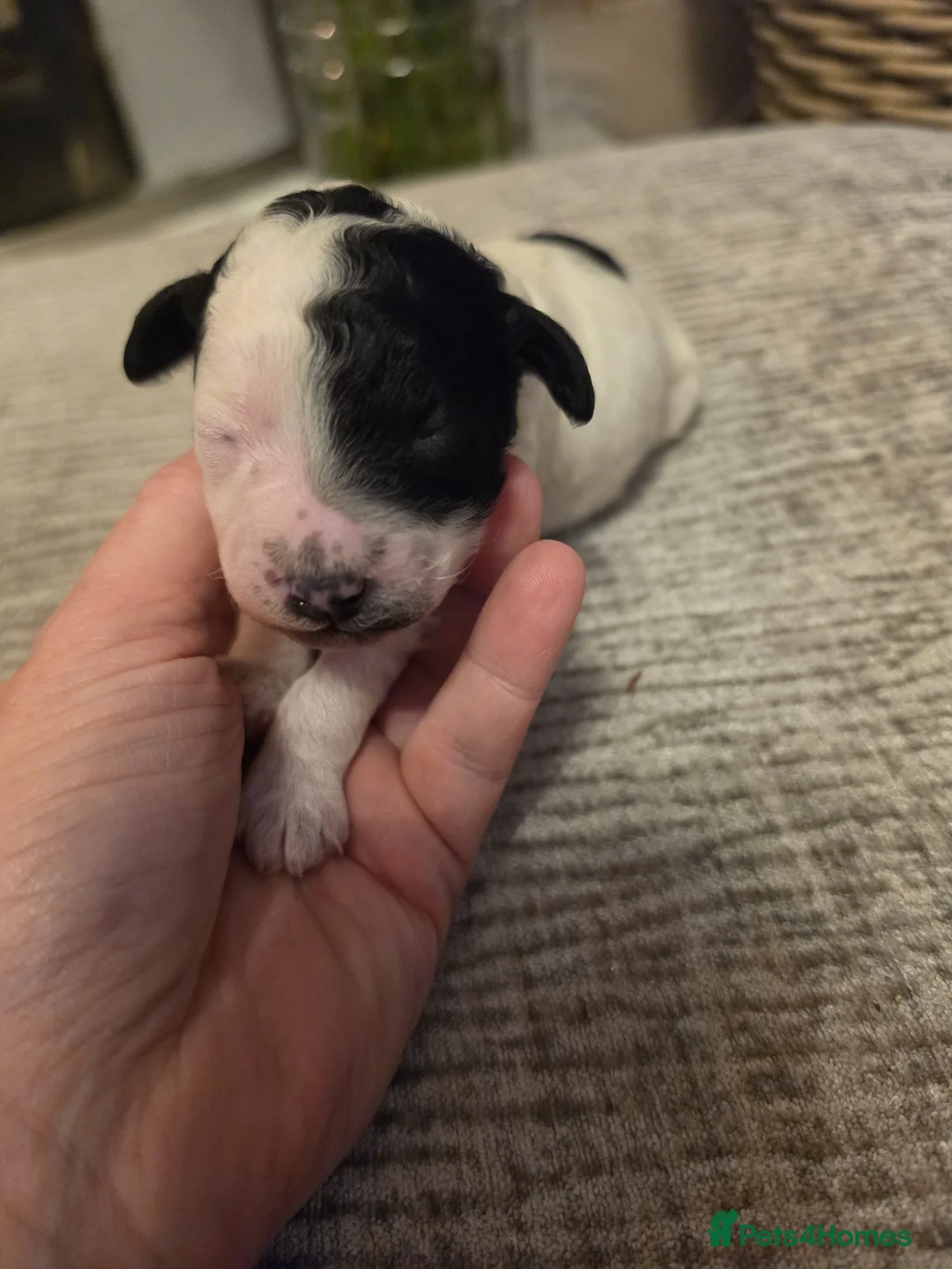 Cavapoo dogs for sale: F1BB Miniature Cavapoo - Advert 28