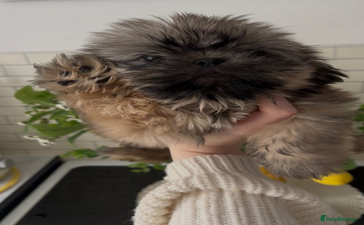 Shih Tzu dogs - Advert 8