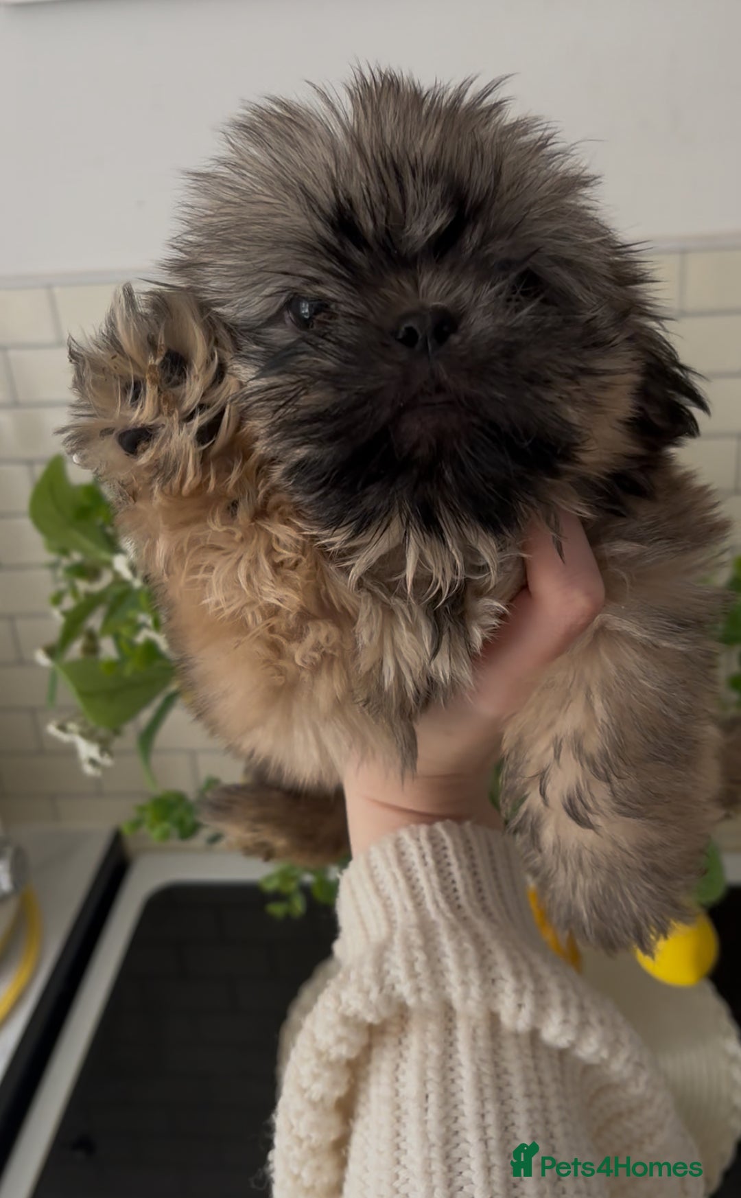 Shih Tzu dogs for sale: LAST BOY READY NOW shih tzu puppies for sale  - Image 1
