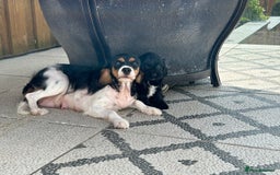 Cavapoo dogs for sale: F1 Cavapoo puppies for sale - Image 14