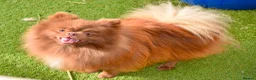 Pomeranian dogs for sale: Chocolate male pom - Advert 4