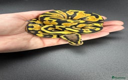 Python Snake reptiles for sale: Beautiful Ball Python Babies - Image 7