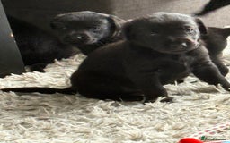Labrador Retriever dogs for sale: Ready now beautiful Labrador retriever puppies - Image 10