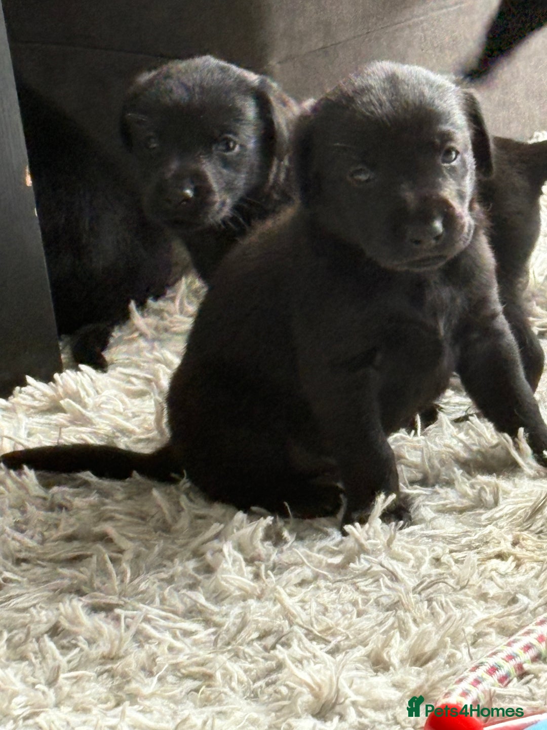 Labrador Retriever dogs for sale: Ready now beautiful Labrador retriever puppies - Image 10