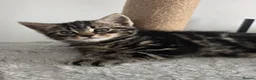 Mixed Breed cats for sale: Beautiful kittens - Advert 15
