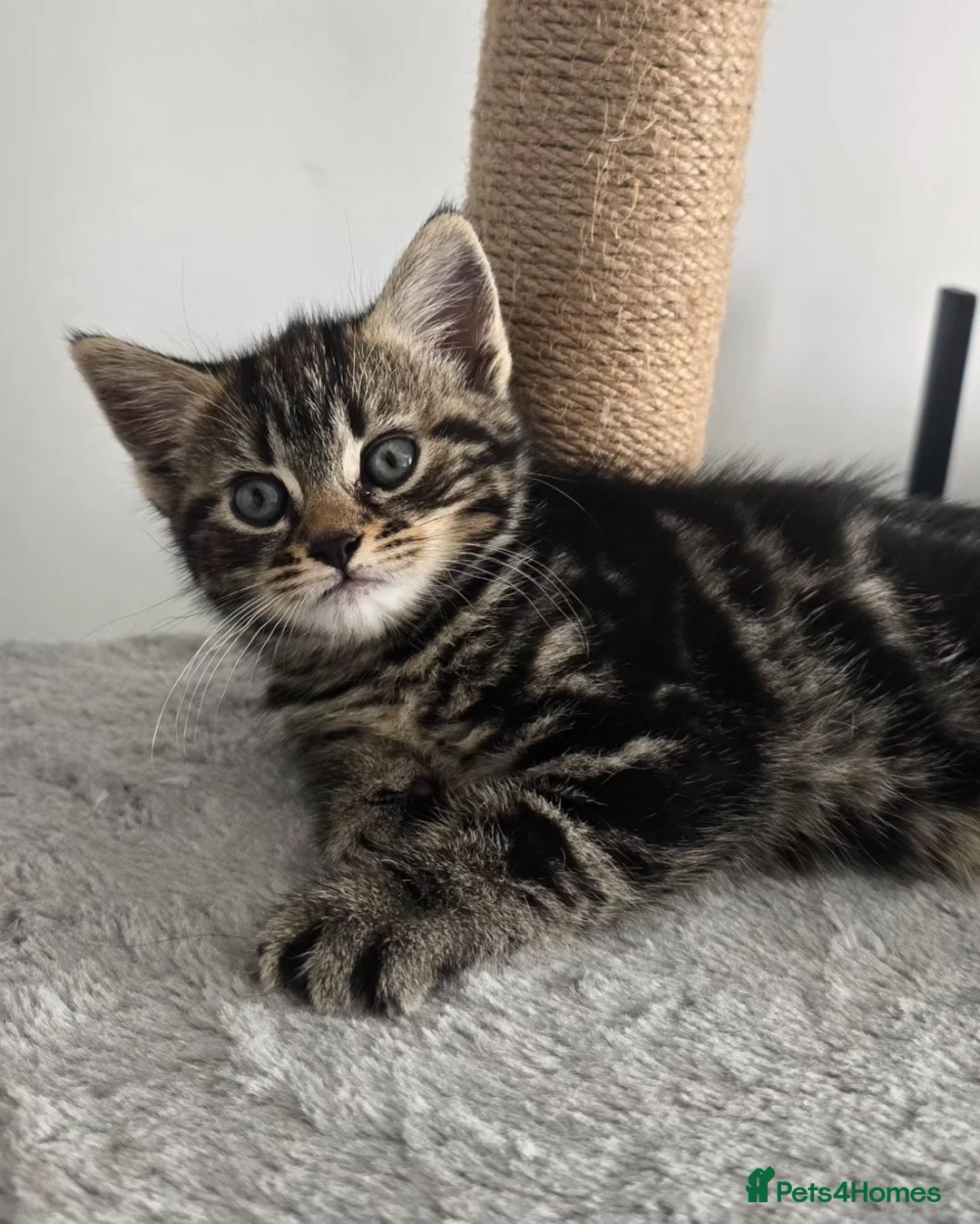 Mixed Breed cats for sale: Beautiful kittens - Advert 15