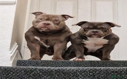 American Bully dogs for sale: Loki - American bully  - Image 1
