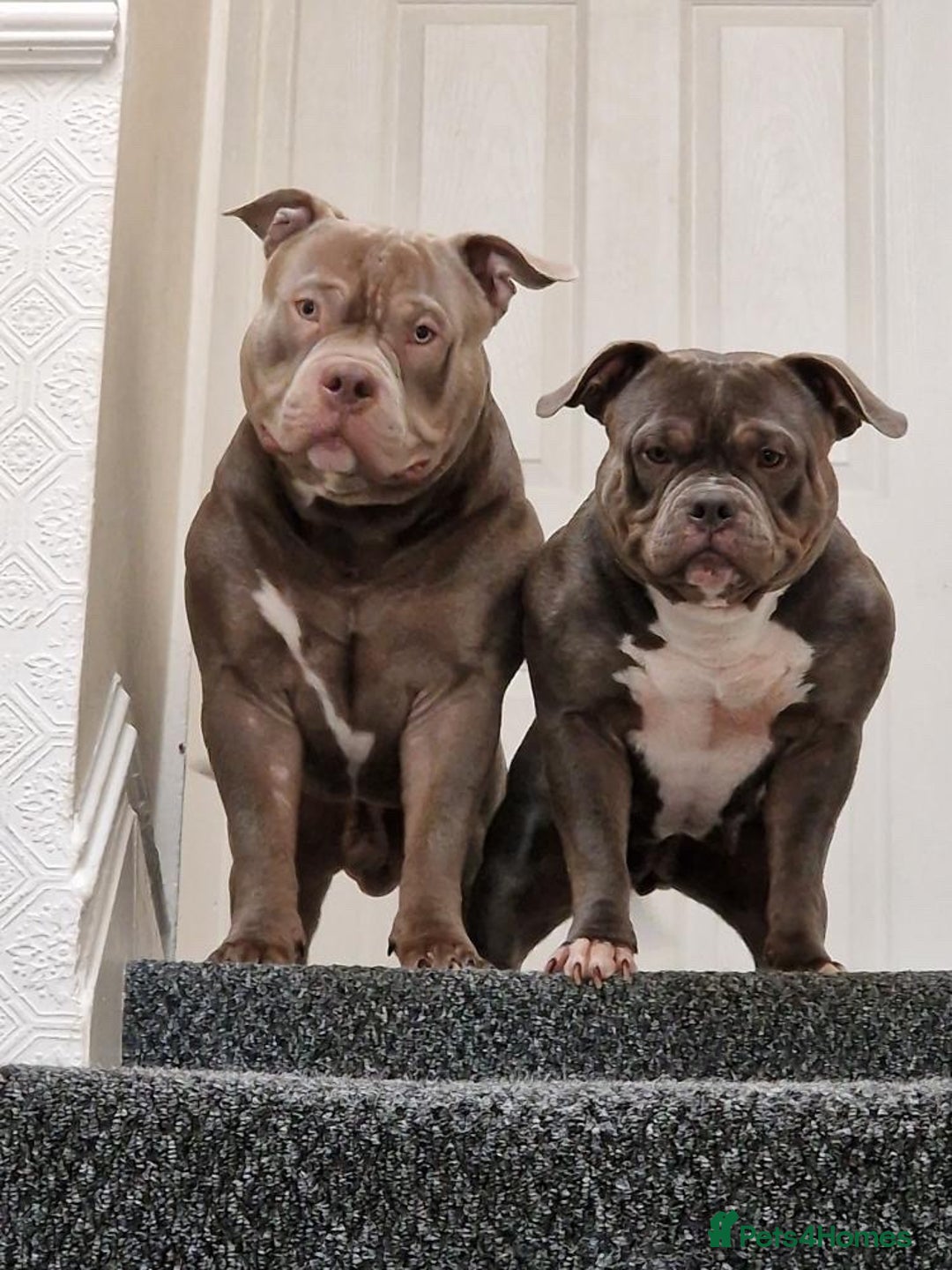 American Bully dogs for sale: Loki - American bully  - Image 1