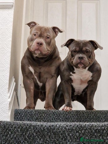 American Bully dogs - Advert 1