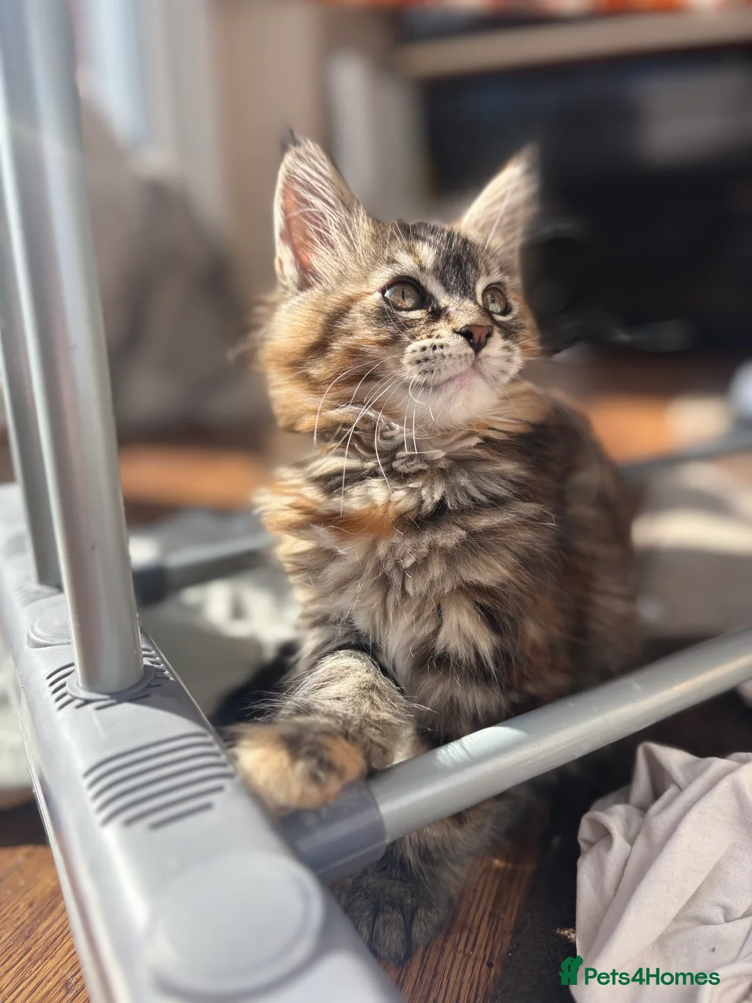 Maine Coon cats for sale: 2 stunning Maine coon kittens for sale  in Ripley - Advert 2