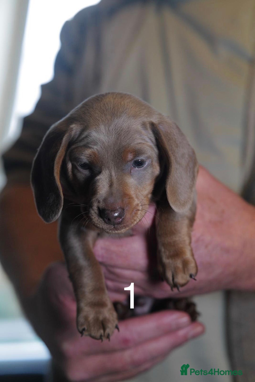 Miniature Dachshund dogs for sale: Adorable KC Registered Miniature Dachshund Puppies - Advert 2