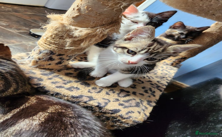 Mixed Breed cats - Advert 12