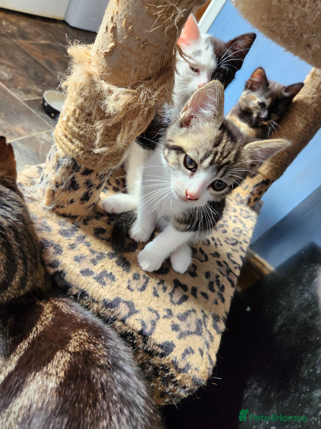 Mixed Breed cats for sale: Beautiful kittens - Image 1