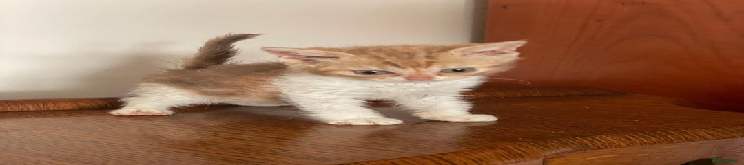 Cinnamon Classic Torbie & White curly