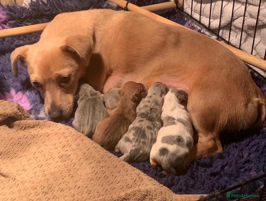 Jack Russell dogs for sale: Exceptional unusual coloured mini JR puppies - Advert 2