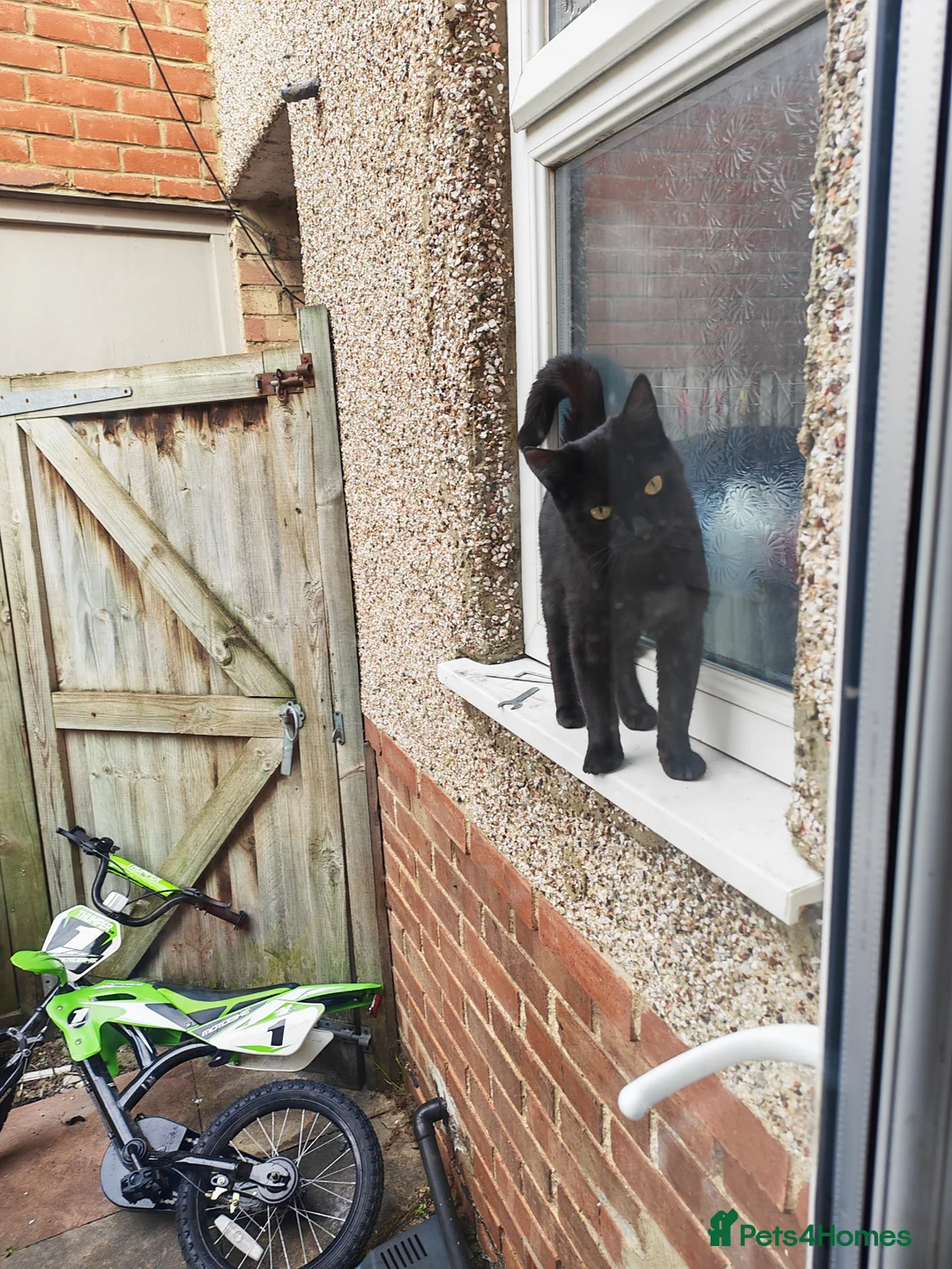 British Shorthair cats for sale: Not a mum a kitten  - Advert 2