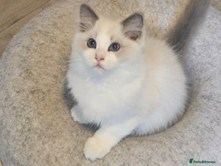 Ragdoll cats Beautiful sweet blue bicolour girl. - Advert 1