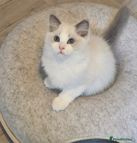 Ragdoll cats Beautiful sweet blue bicolour girl. - Advert 1