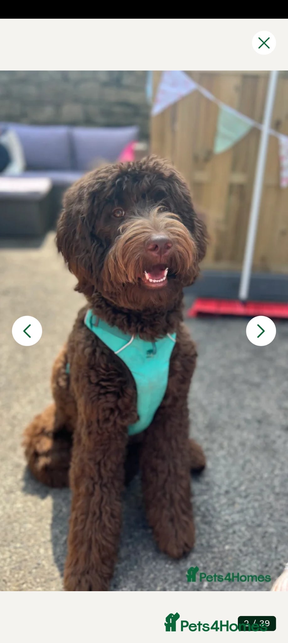 Goldendoodle dogs for sale: Gorgeous Goldendoodle puppies - Advert 17