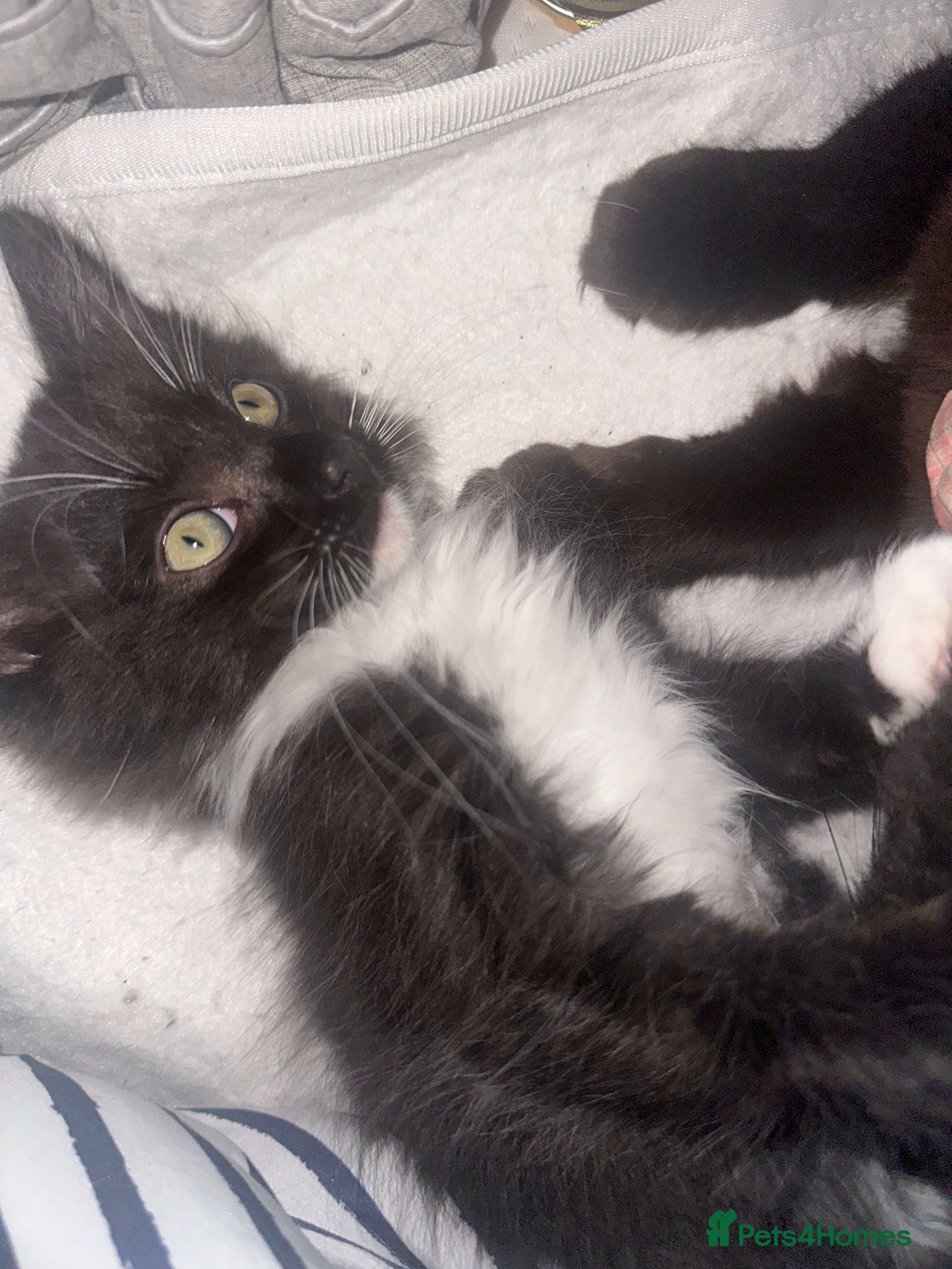 Ragdoll cats Stunning little boy  - Advert 4