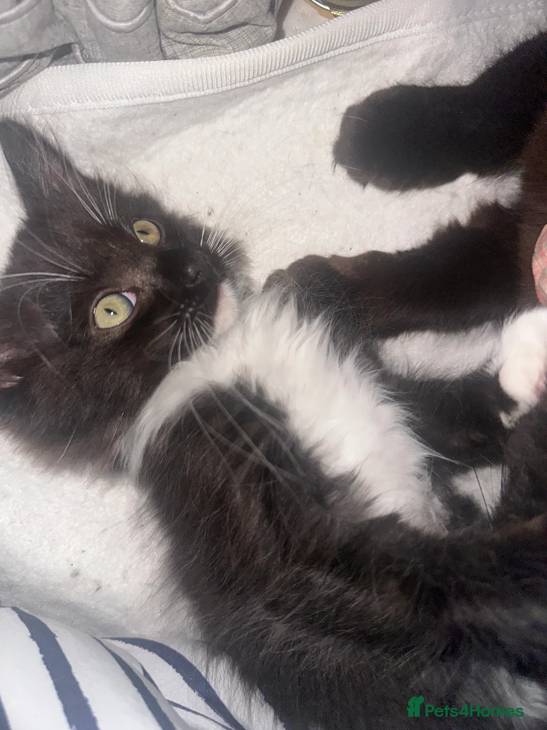 Ragdoll cats for sale: Stunning little boy  - Advert 2