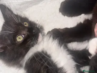 Ragdoll cats Stunning little boy - Advert 4